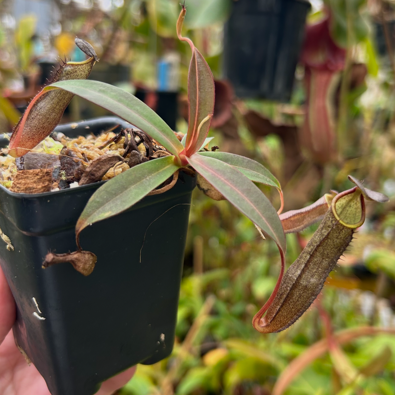 Nepenthes ramispina x robcantleyi, – Carnivero