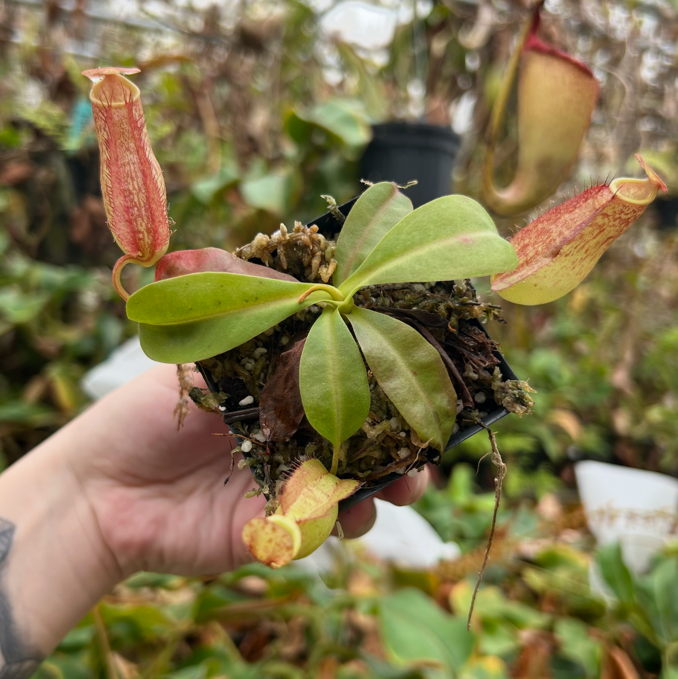 Nepenthes maxima (x) EP x thorelii, CAR-0552 – Carnivero