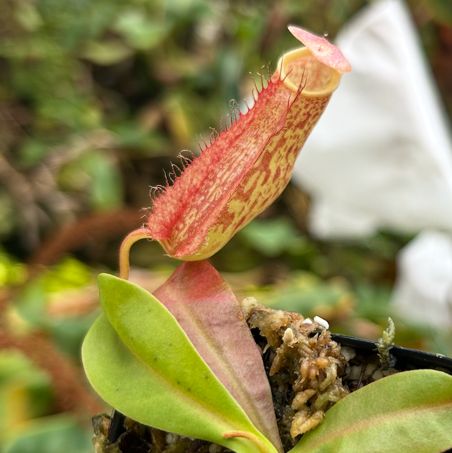 Nepenthes maxima (x) EP x thorelii, CAR-0552 – Carnivero
