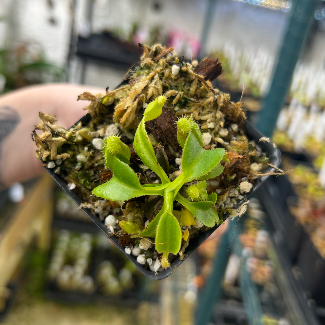 Nepenthes truncata JB x edwardsiana, CAR-0549 – Carnivero Nepenthes truncata JB x edwardsiana, CAR-0549 – Carnivero