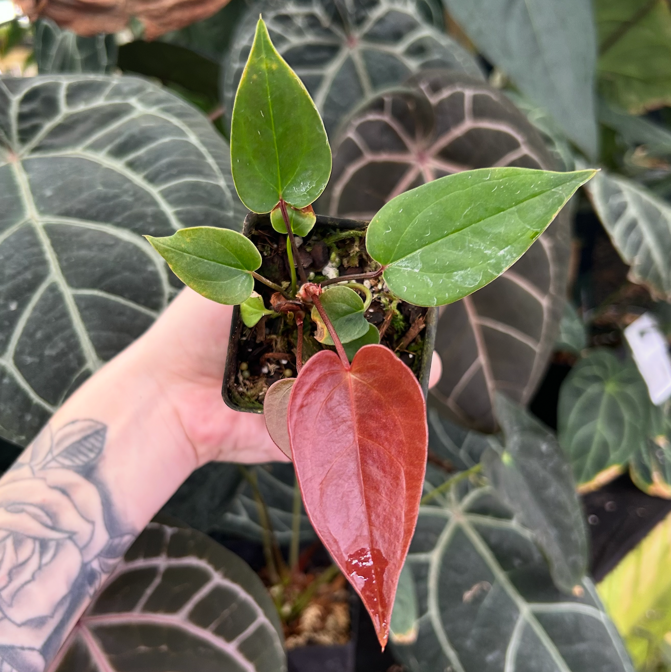 anthurium hybrid Anthurium radicans x moodeanum, CAR-0547