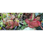 Nepenthes ampullaria (Tricolor x Cantley's Red)-Seed Pod