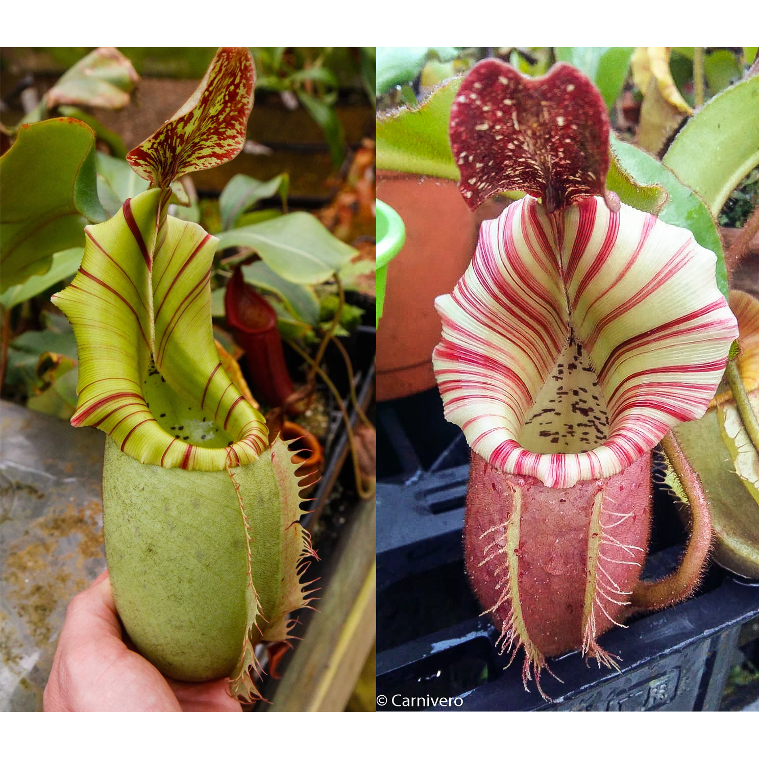 Nepenthes veitchii (JB x 