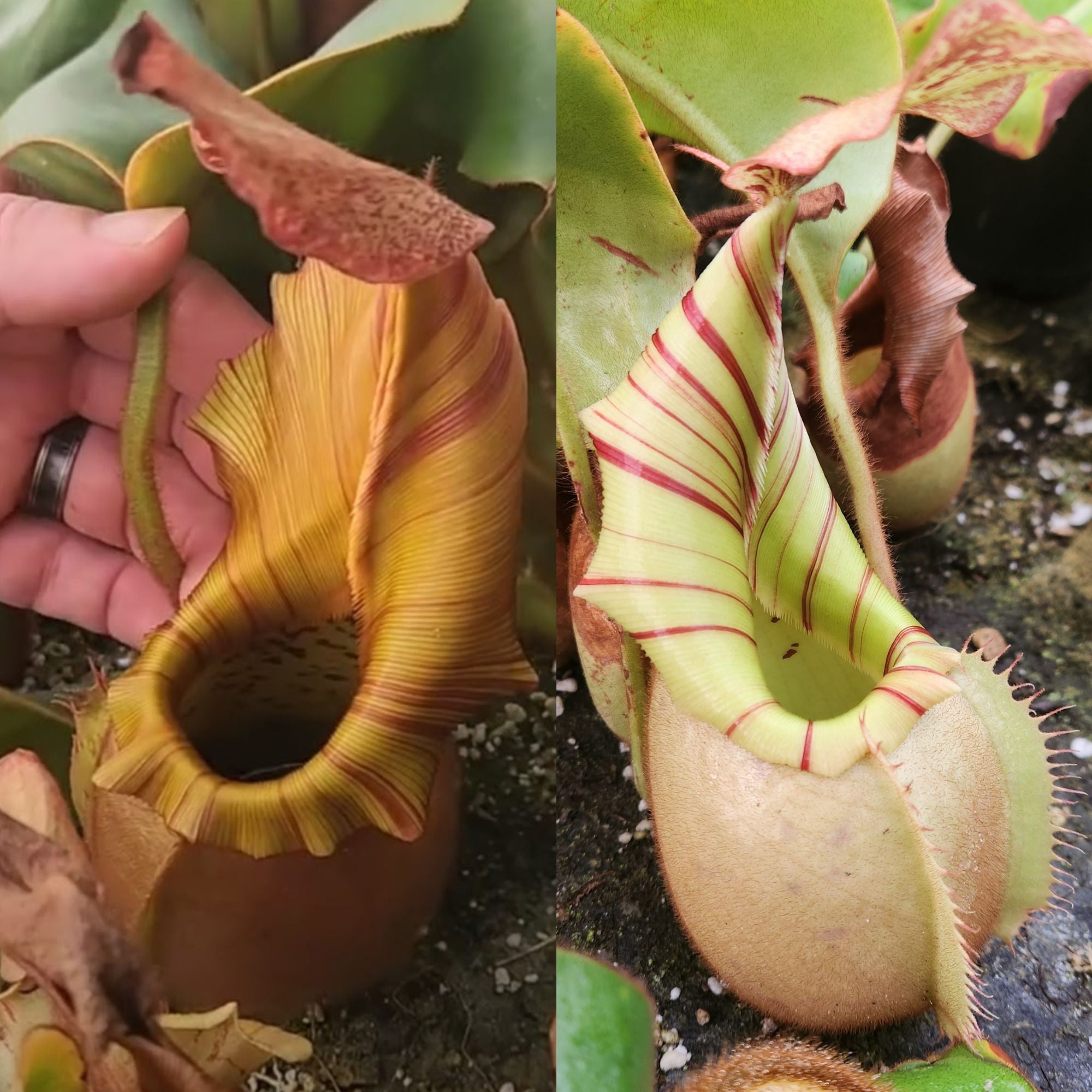 Nepenthes veitchii ('Geoff Wong' x BE-3734), CAR-0749 – Carnivero