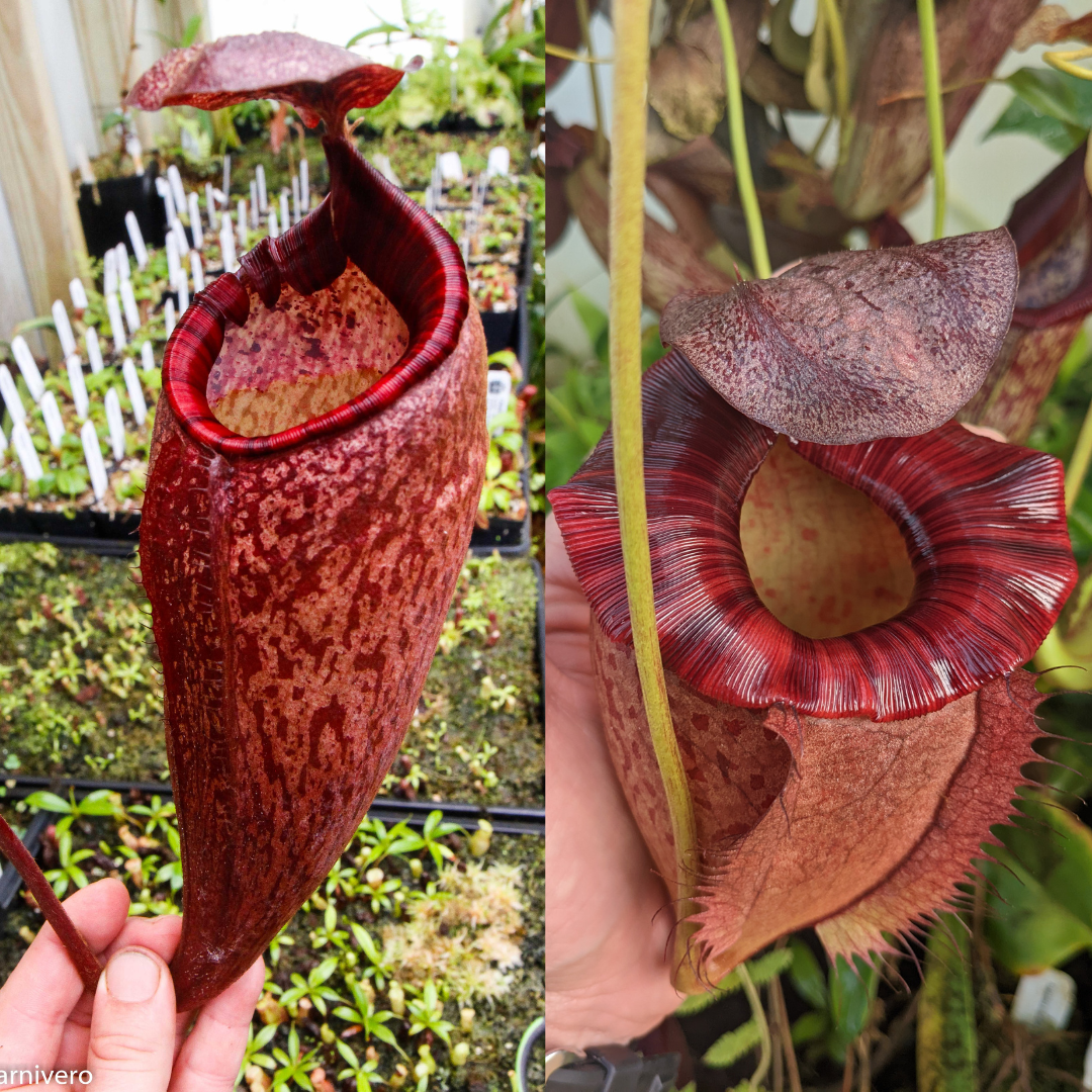 Nepenthes peltata BE x (peltata x tenuis), CAR-0474 – Carnivero
