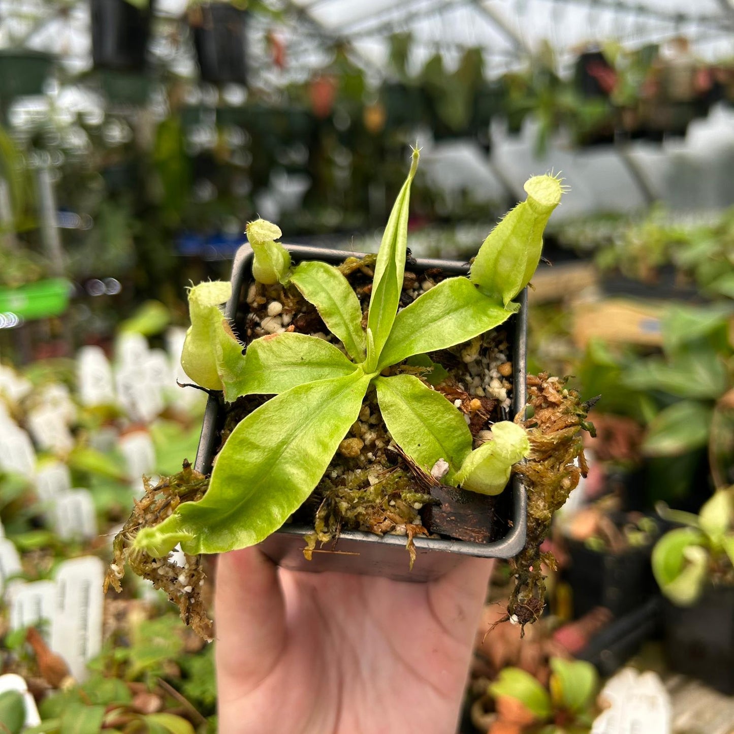 Nepenthes rafflesiana (JB x var alata), CAR-0559