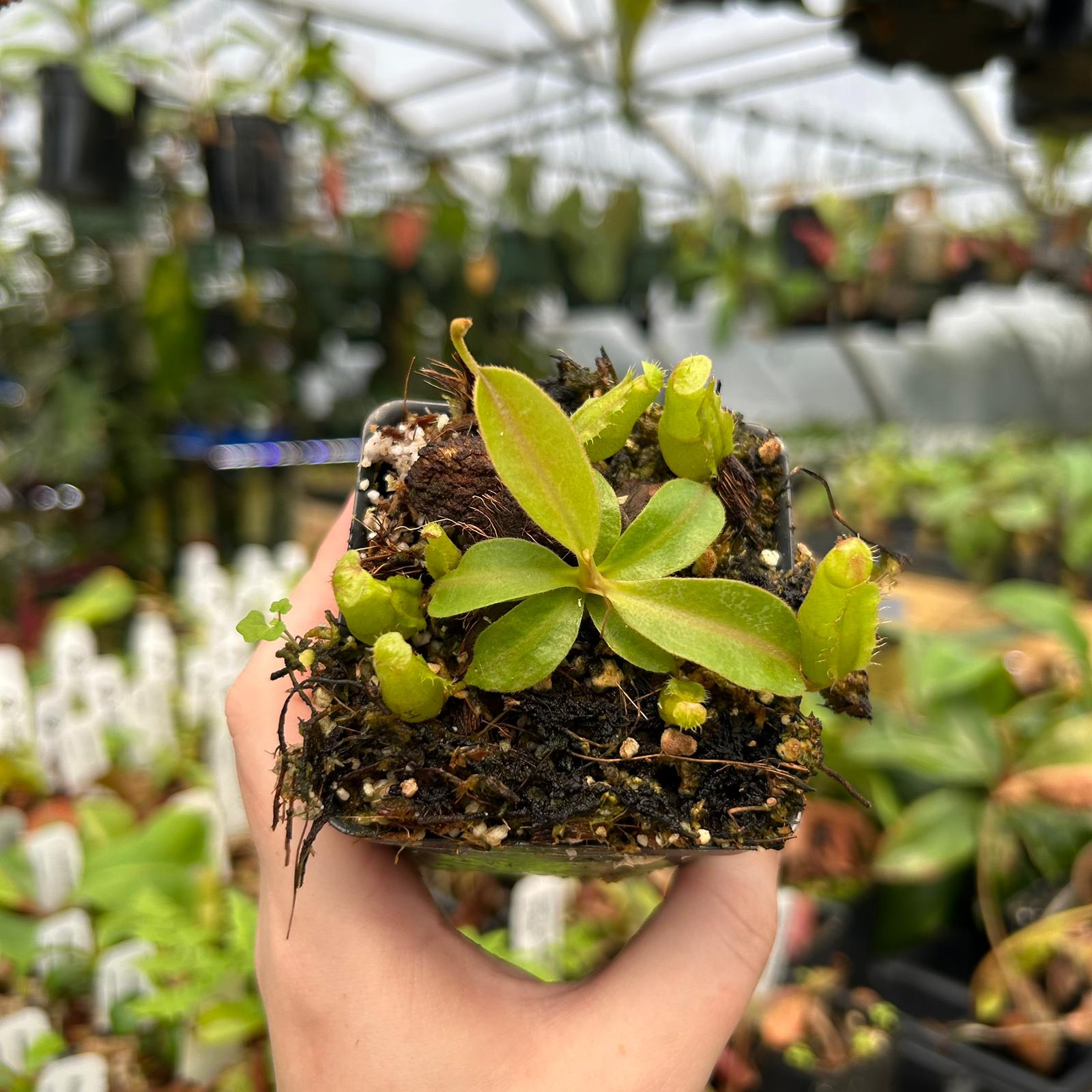 Nepenthes [(Rokko x boschiana) x veitchii-Orange Fade] x {'Song of