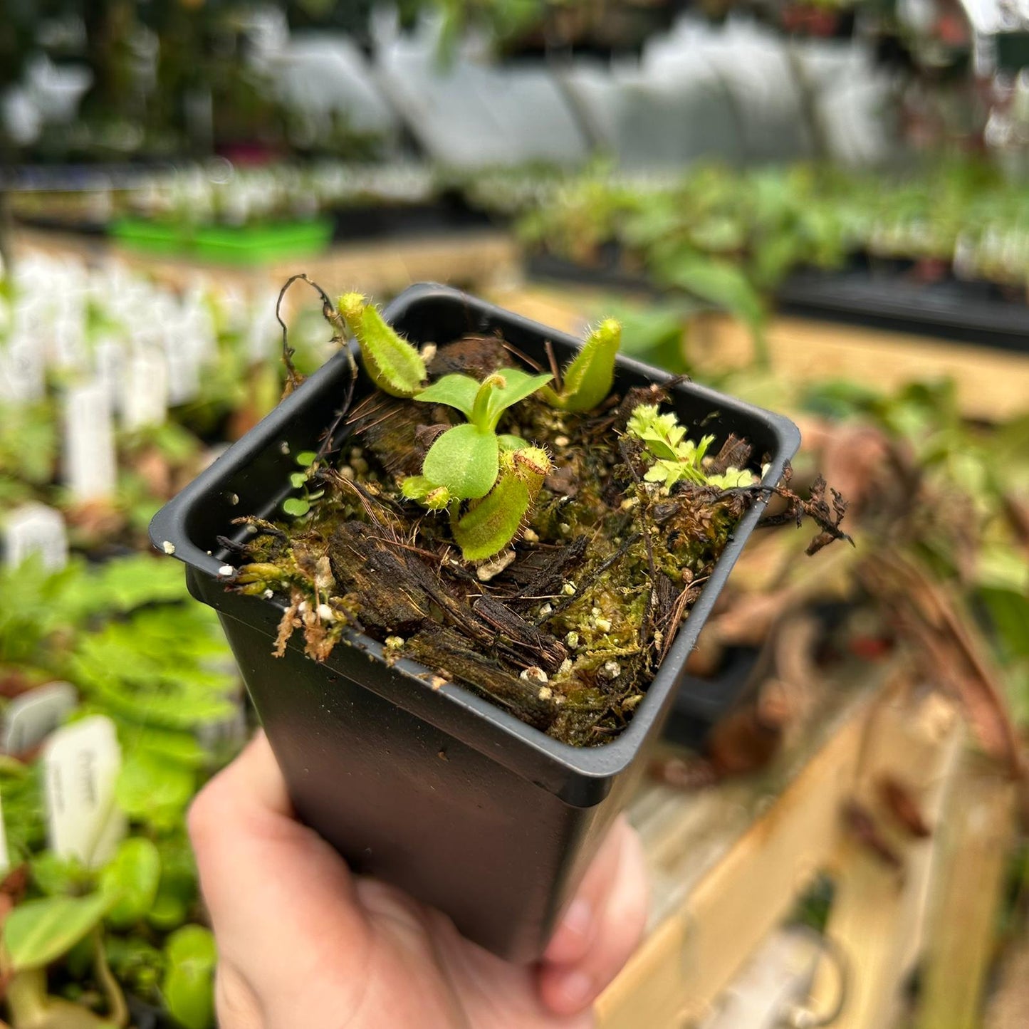 Nepenthes truncata (d) x lowii Kinabalu, CAR-0714