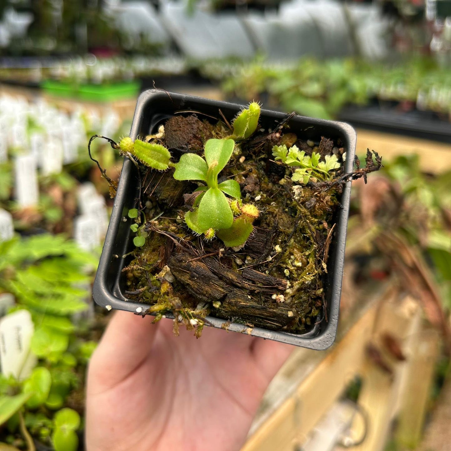 Nepenthes truncata (d) x lowii Kinabalu, CAR-0714