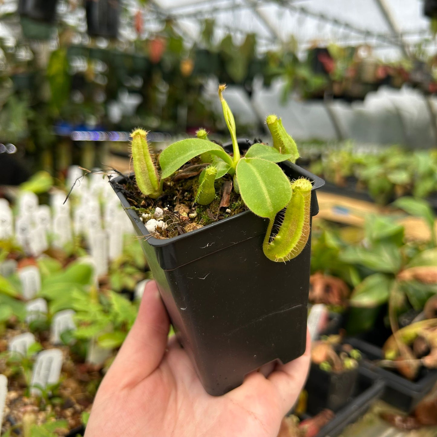 Nepenthes truncata (d) x lowii Kinabalu, CAR-0714