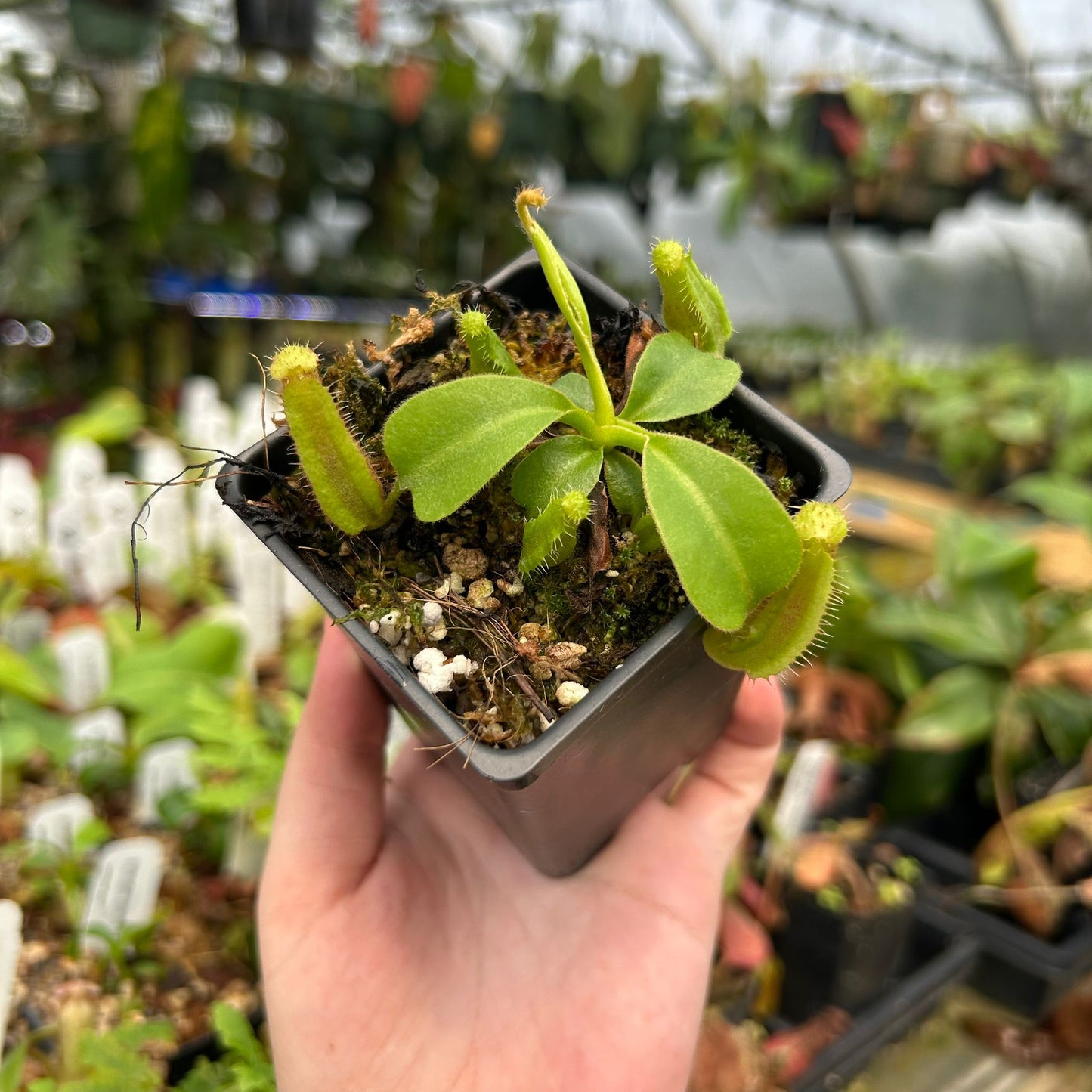 Nepenthes truncata (d) x lowii Kinabalu, CAR-0714