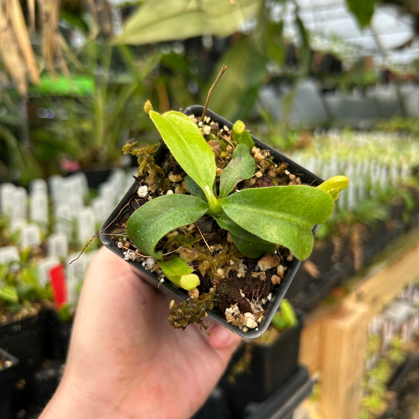 Nepenthes veitchii ((m) grex #2 x BE-3734), CAR-0889