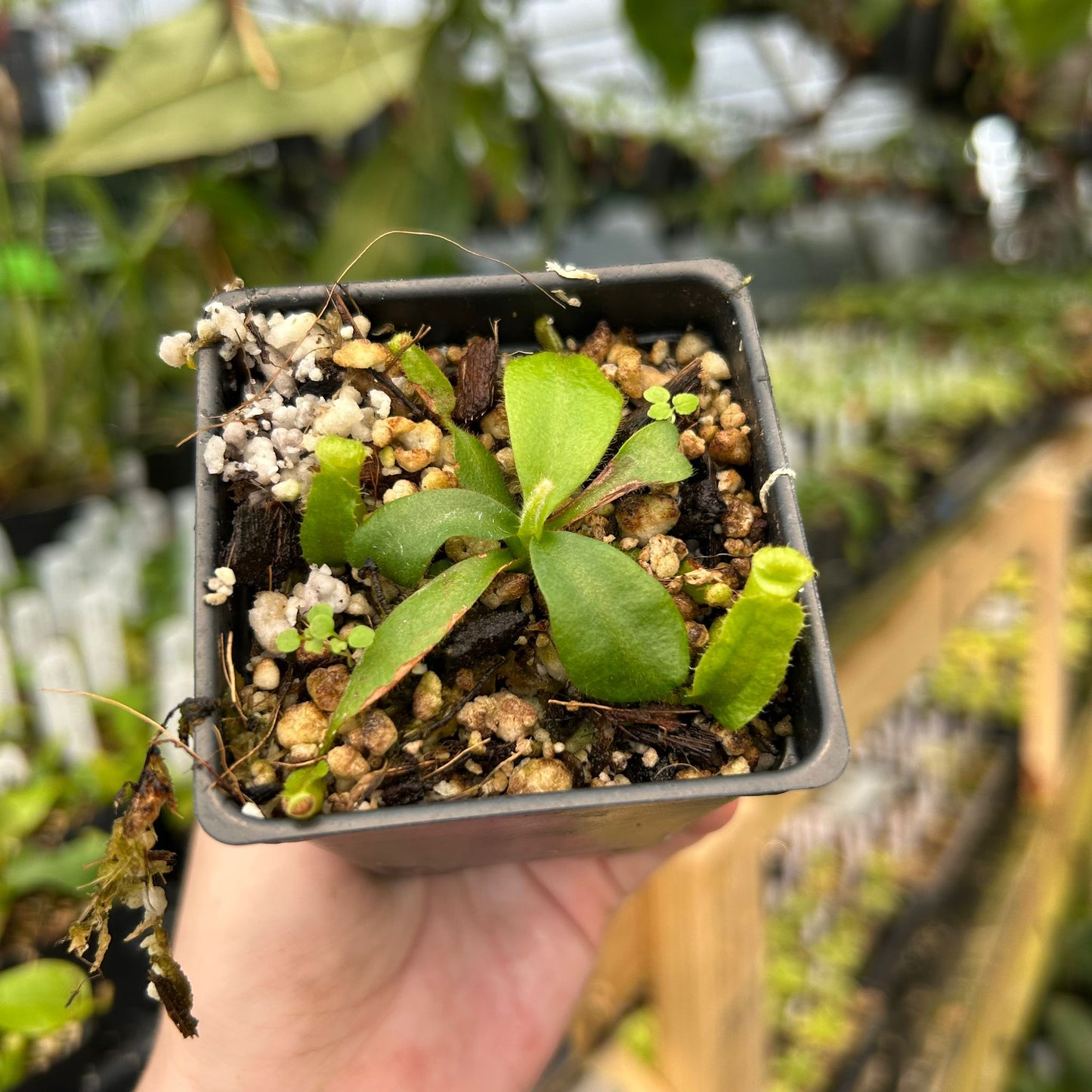 Nepenthes veitchii ((m) grex #2 x BE-3734), CAR-0889