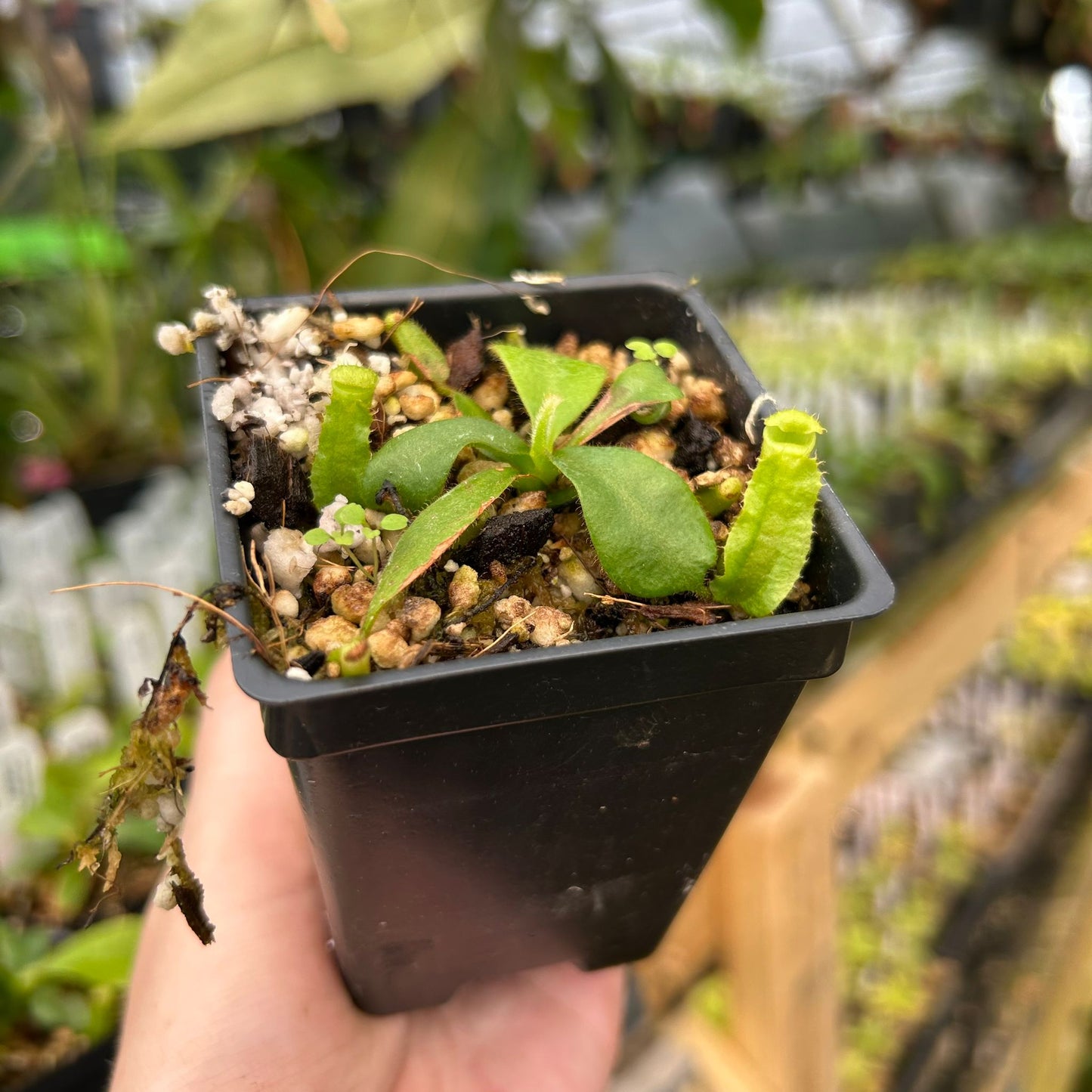 Nepenthes veitchii ((m) grex #2 x BE-3734), CAR-0889