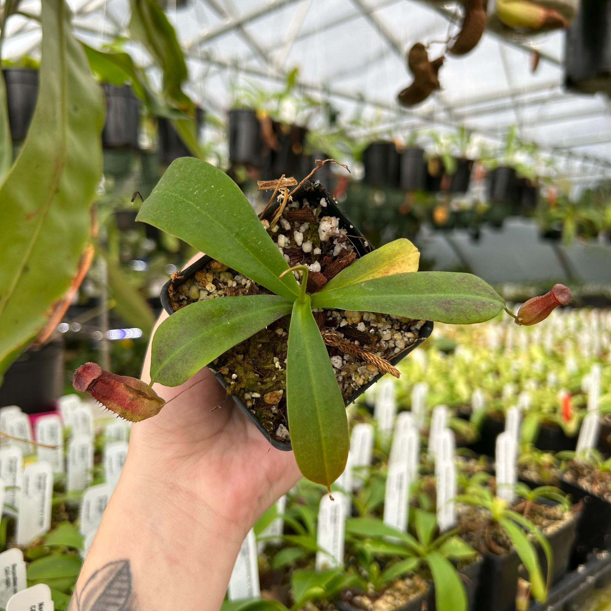 Nepenthes ventricosa (k) x naga, CAR-0931 – Carnivero