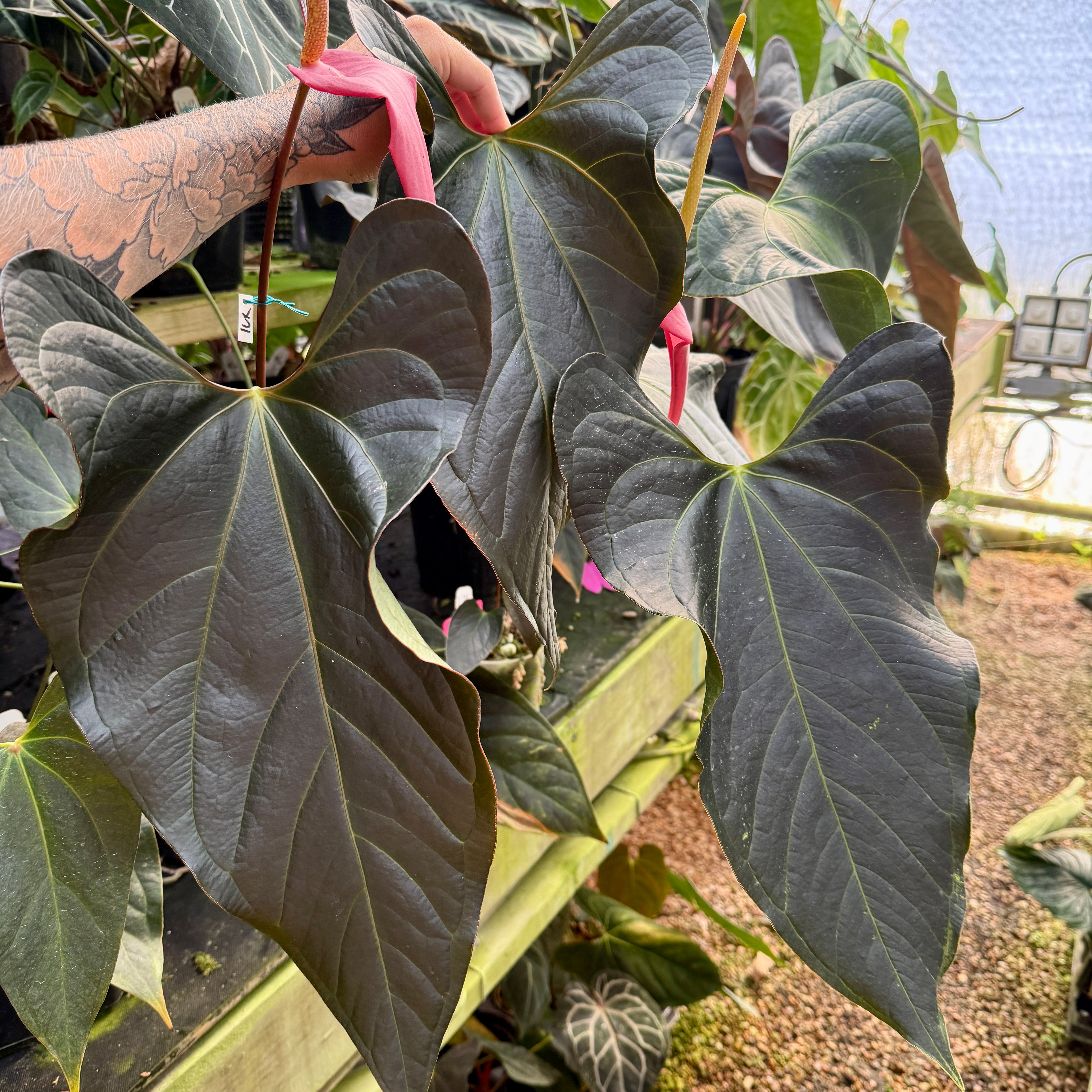 Anthurium 'Whiplash', CAR-0342 – Carnivero