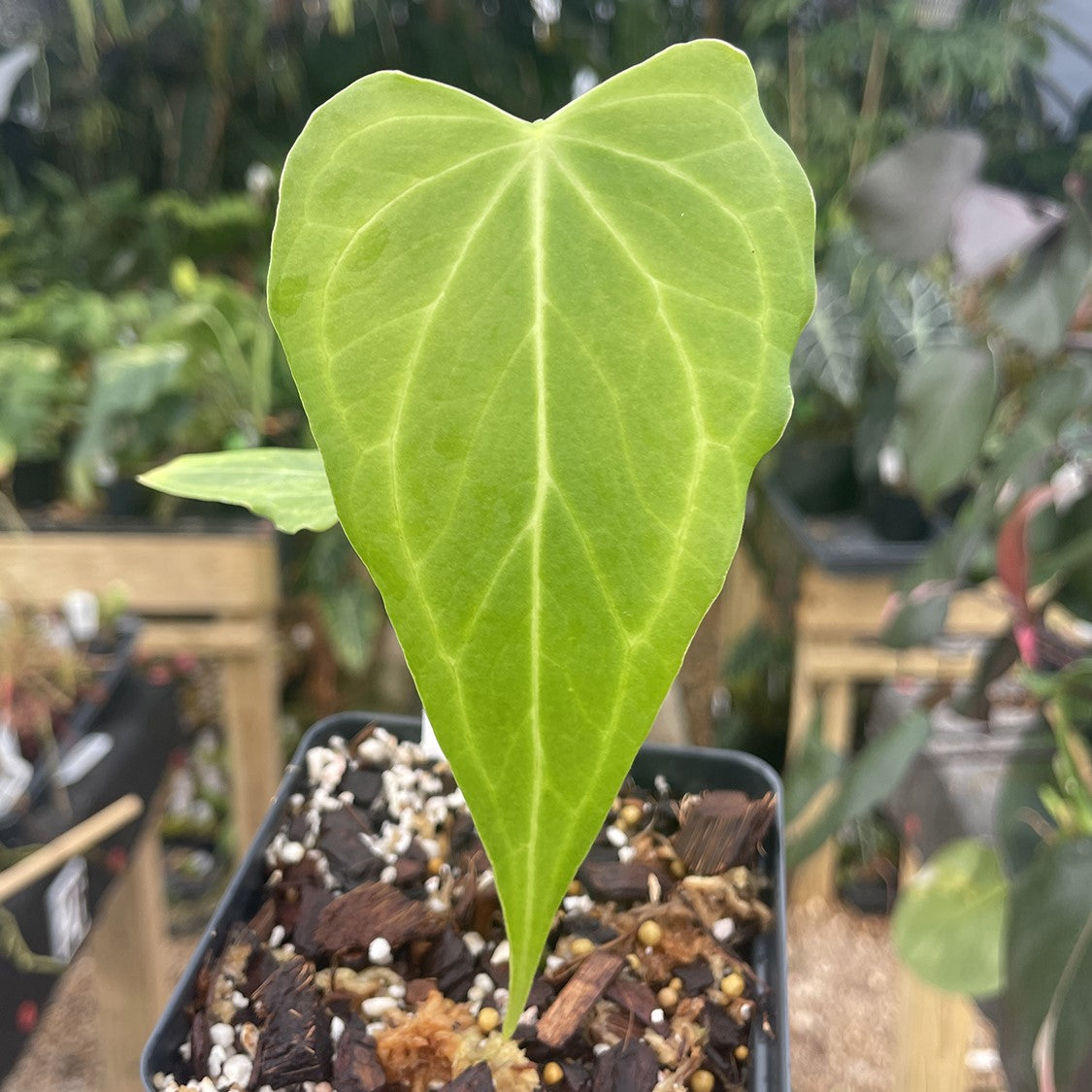 Anthurium 'Delta Force'
