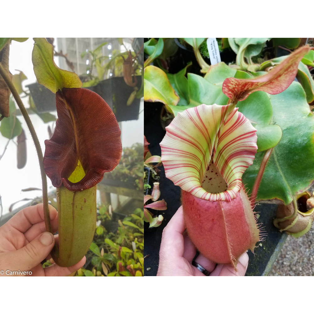 Nepenthes 'Whisper' x veitchii 'Cobra', CAR-0410 – Carnivero