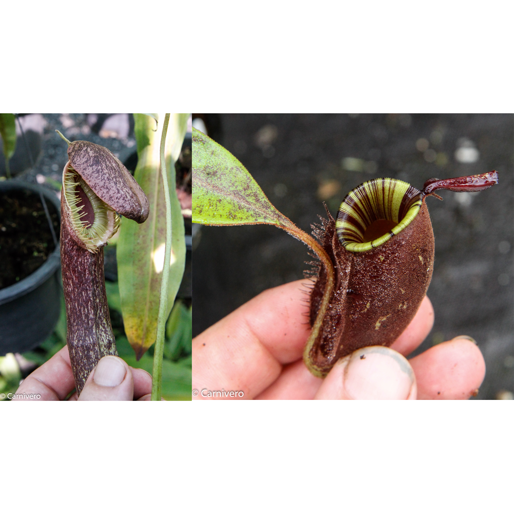 Nepenthes mirabilis var echinostoma x ampullaria 'Black Miracle