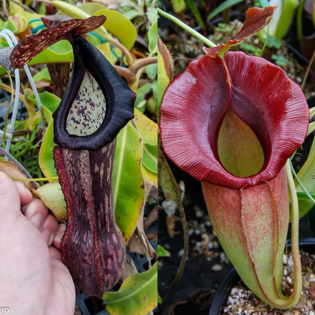 Nepenthes boschiana x (spathulata x jacquelineae) BE best 2, CAR
