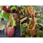 Nepenthes veitchii [(Murud x Candy) -Best Clone x (Akazukin x Bareo) #4]-Seed Pod