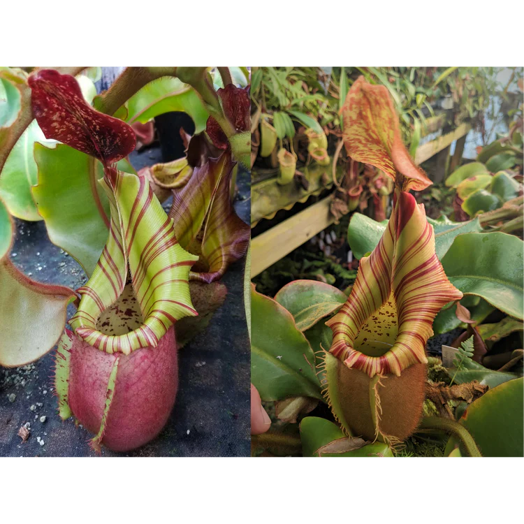 Nepenthes veitchii [(Murud x Candy) -Best Clone x (Akazukin
