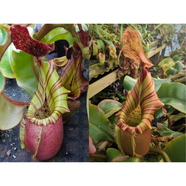 Nepenthes veitchii [(Murud x Candy) -Best Clone x (Akazukin x Bareo) #4]-Seed Pod
