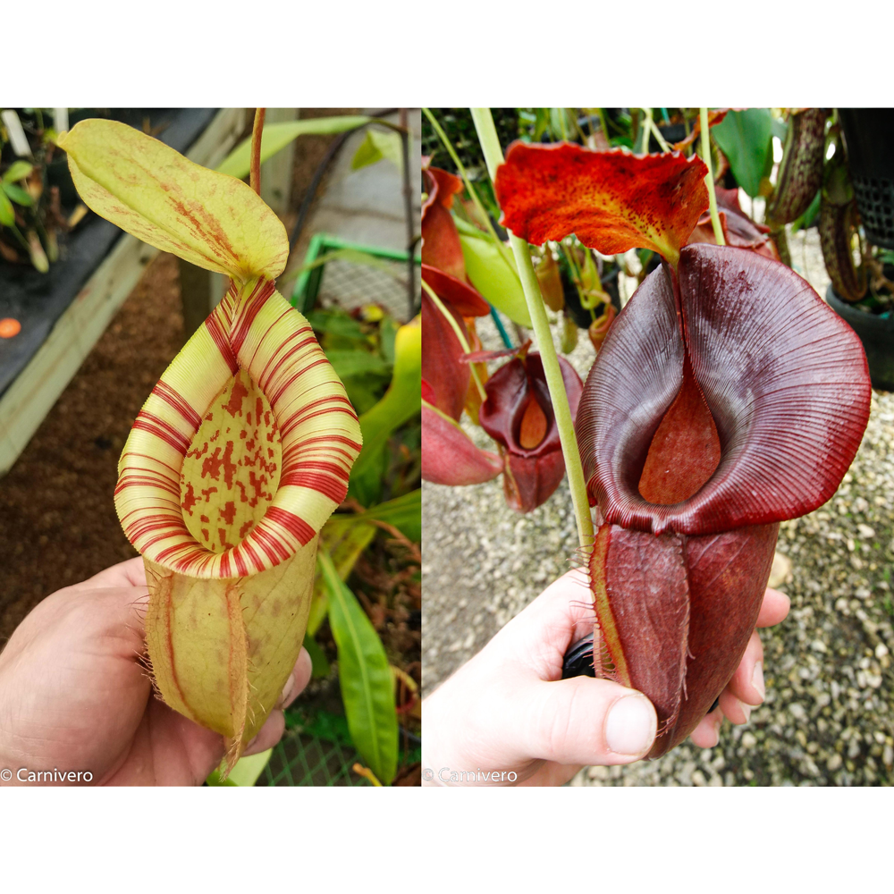 Nepenthes [(Viking x ampullaria) x northiana] x (spathulata x