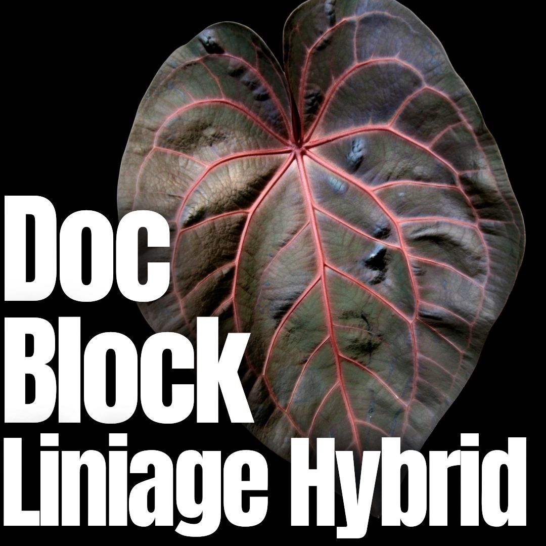 Anthurium Doc Block lineage hybrid – Carnivero