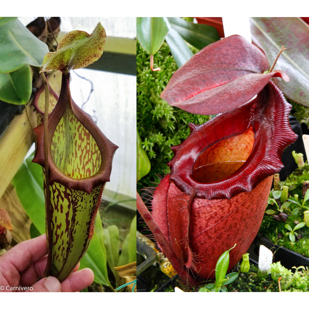 nepenthes pedal Nepenthes (maxima x campanulata) x 'Leviathan', CAR-0405