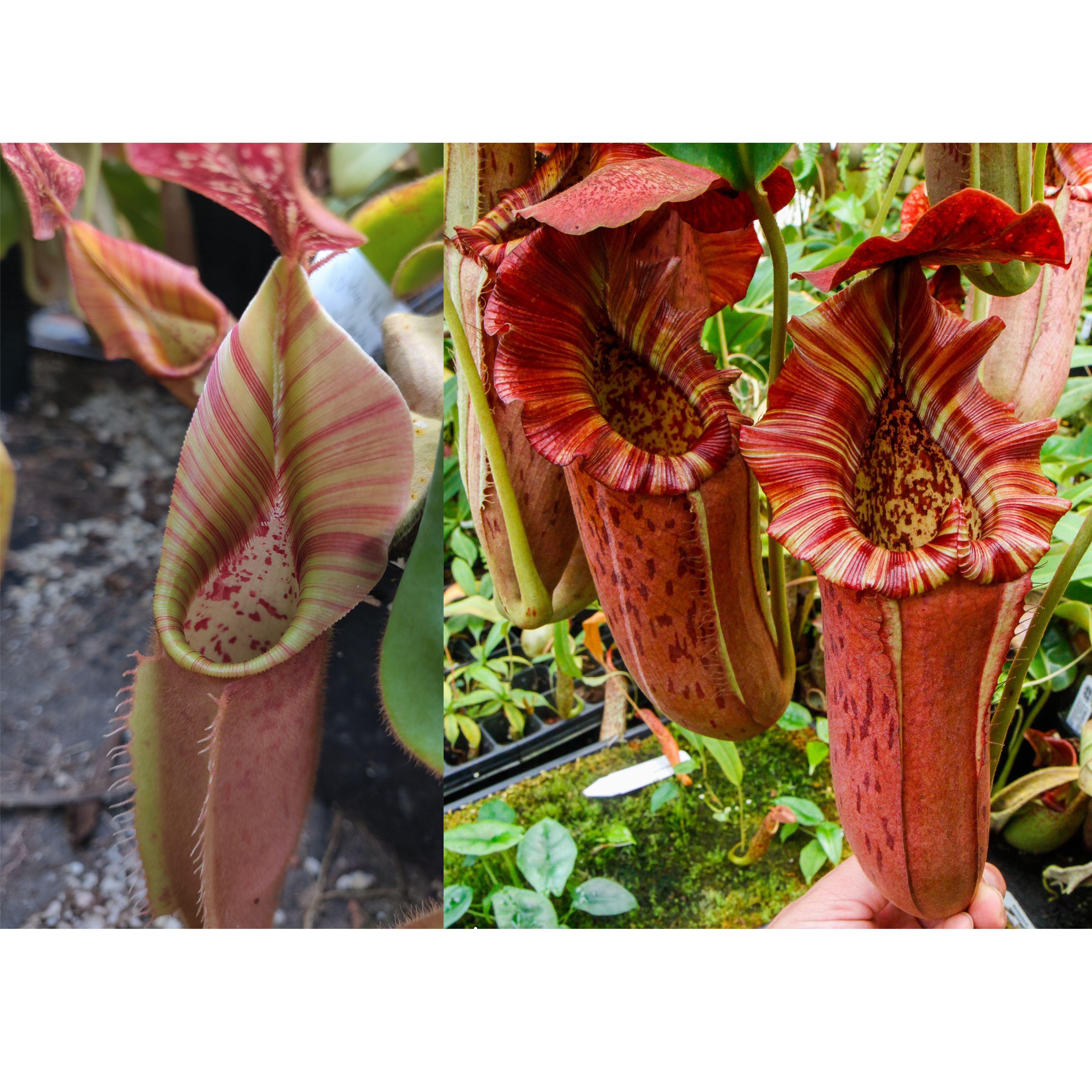 Nepenthes [veitchii (Murud x Candy) #2 x Song of Melancholy] x