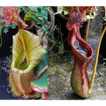 Nepenthes veitchii #5 x lowii Seed Pod