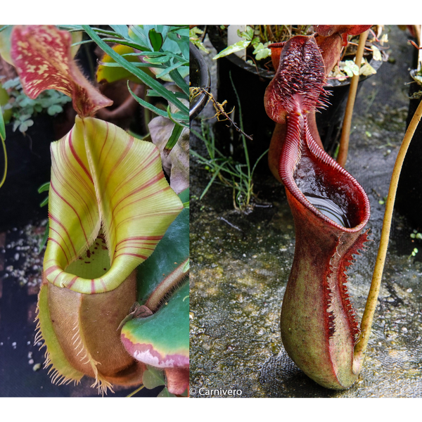 Nepenthes veitchii #5 x lowii Seed Pod
