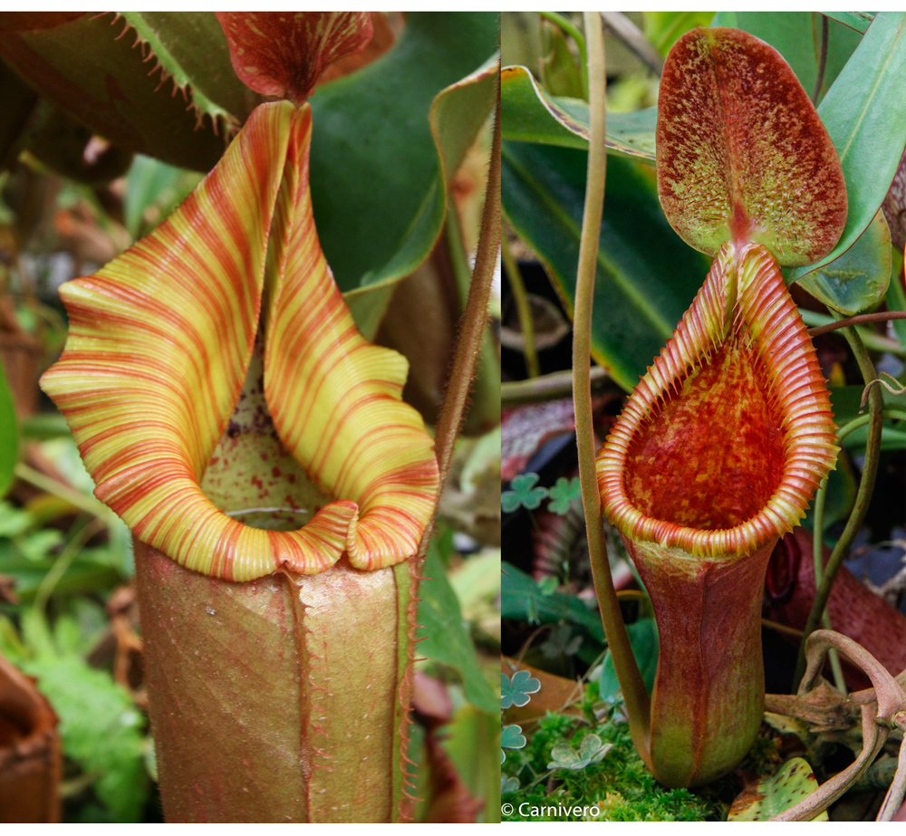 planting seeds one by one song Nepenthes (Song of Melancholy x veitchii Pink Candy Cane) x Trusmadiensis  SG-Seed Pod