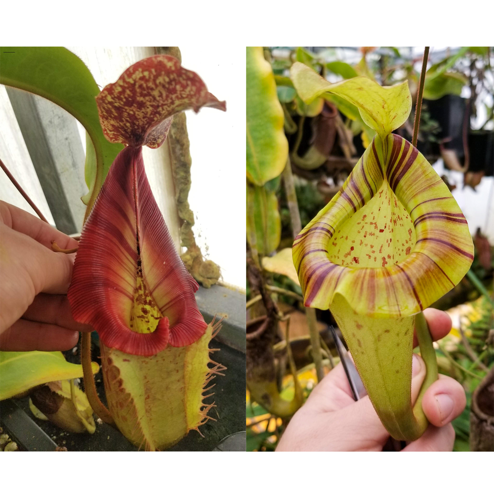 Nepenthes [(Rokko x boschiana) x veitchii] x platychila Drew