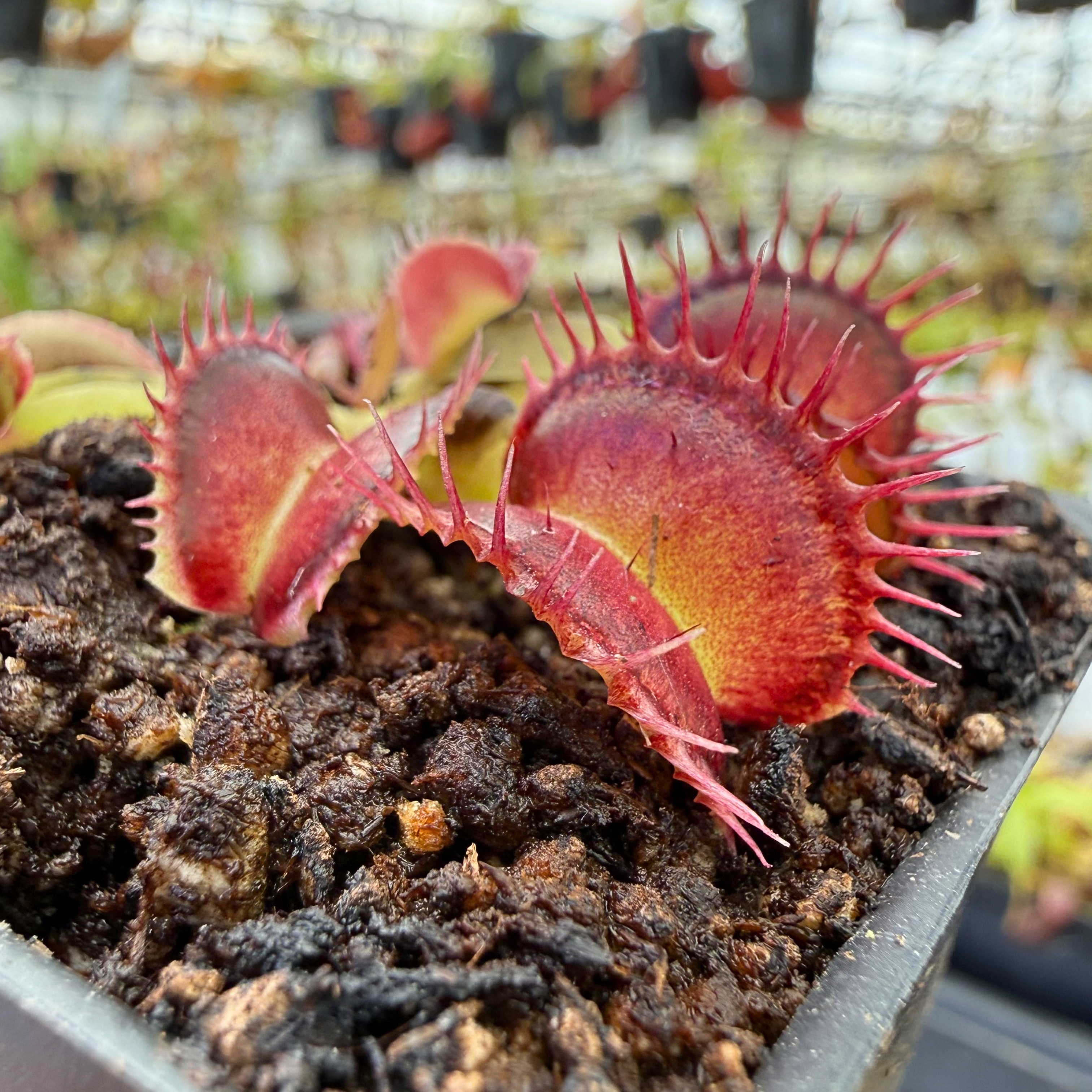 Dionaea muscipula Harlequin – Carnivero