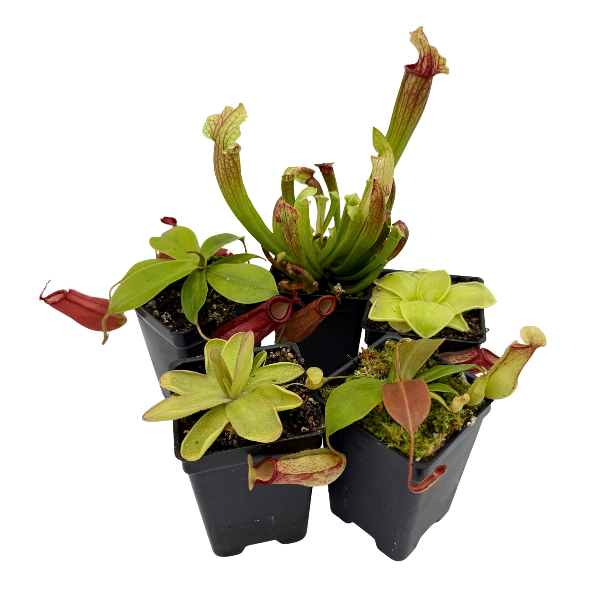 Indoor Beginner Carnivorous Plant Collection  Carnivero