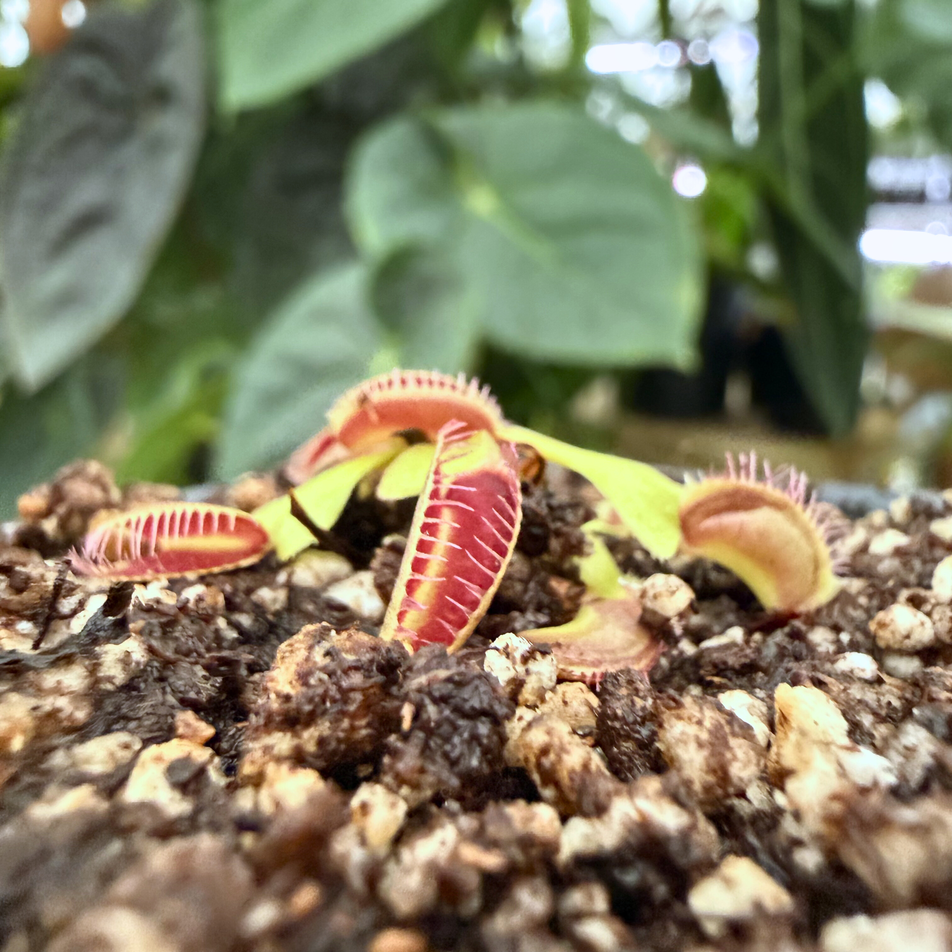 Venus Flytrap- Dionaea muscipula 'Jaws Smiley', IMP-0045 – Carnivero