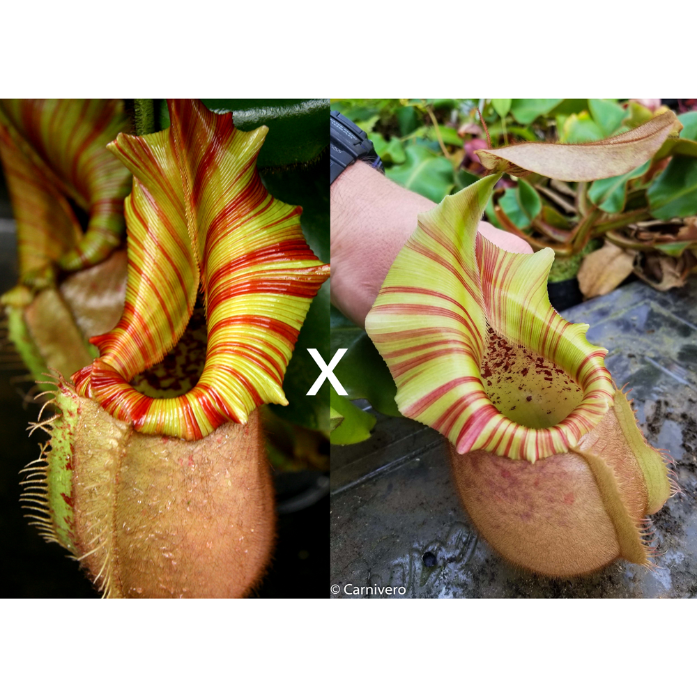 Nepenthes veitchii (
