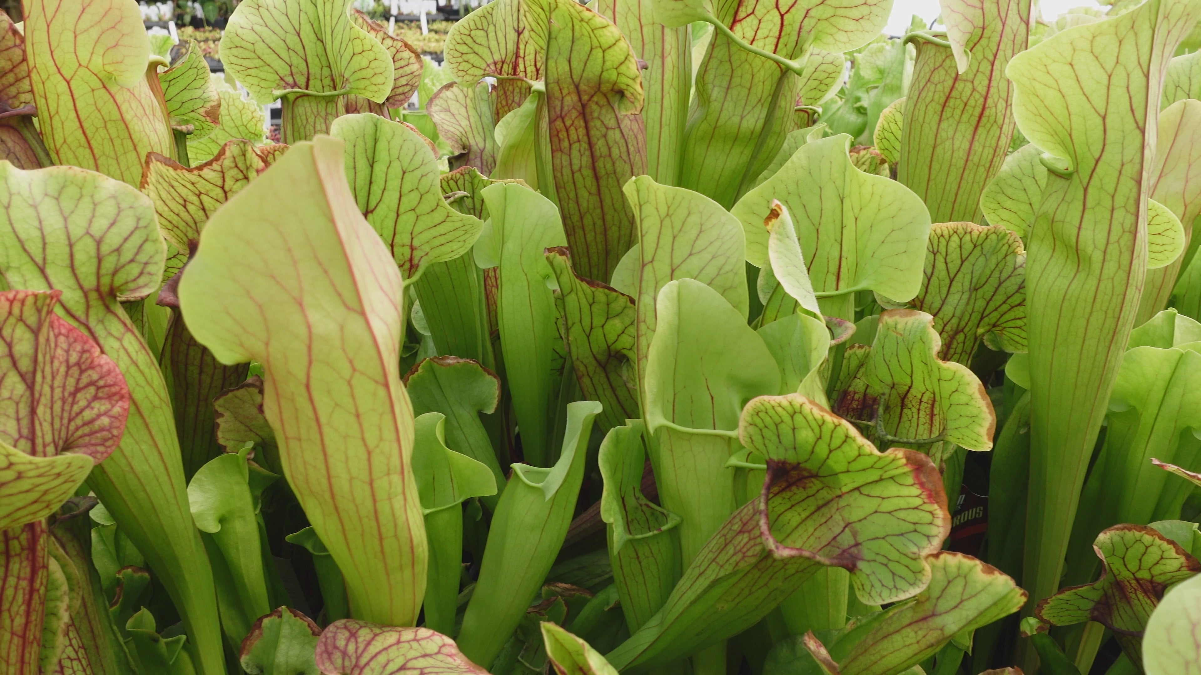 Sarracenia 'Meerkat Mob' – Carnivero