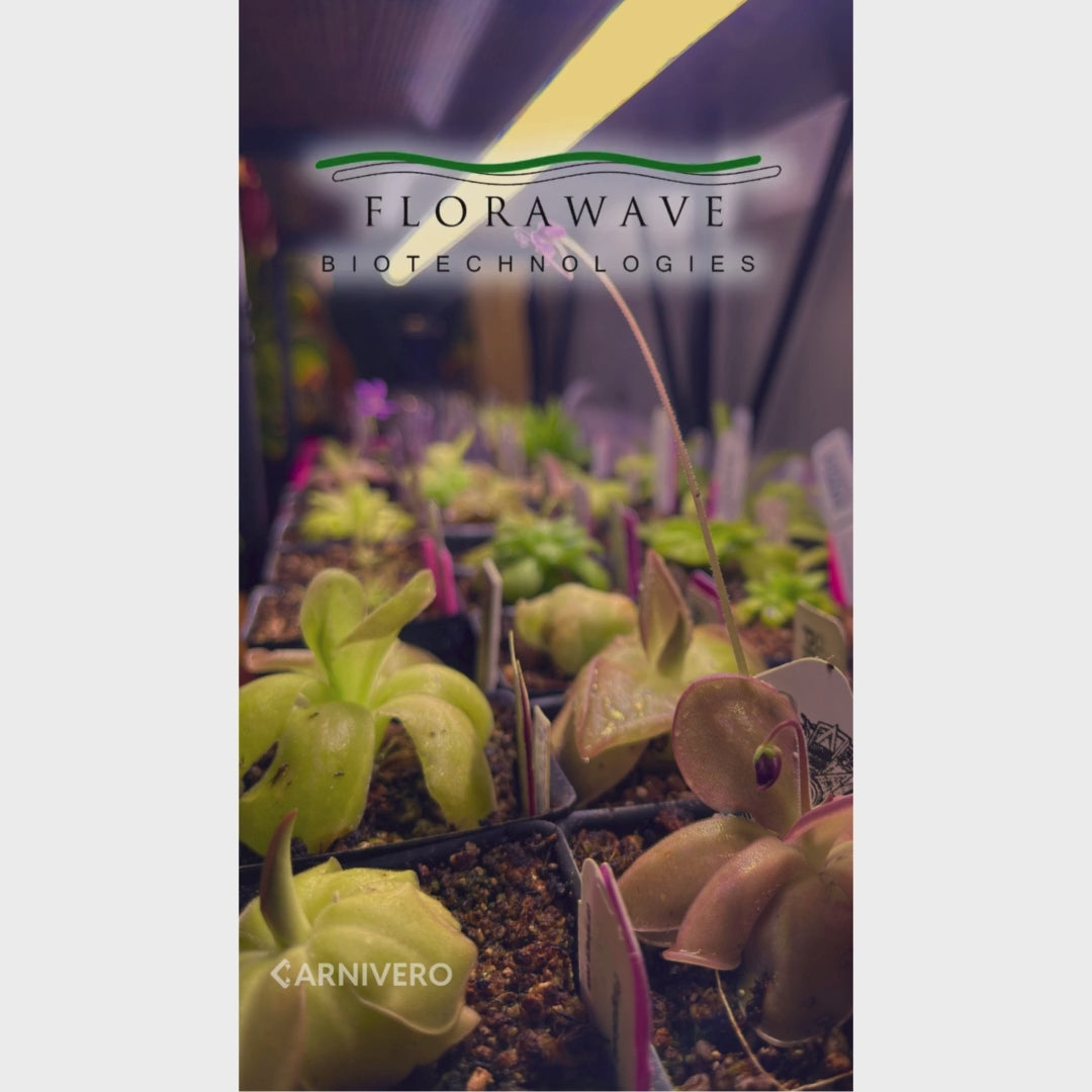 ガネーシャ　フローライト　380g Florawave A18 Grow Light – Carnivero