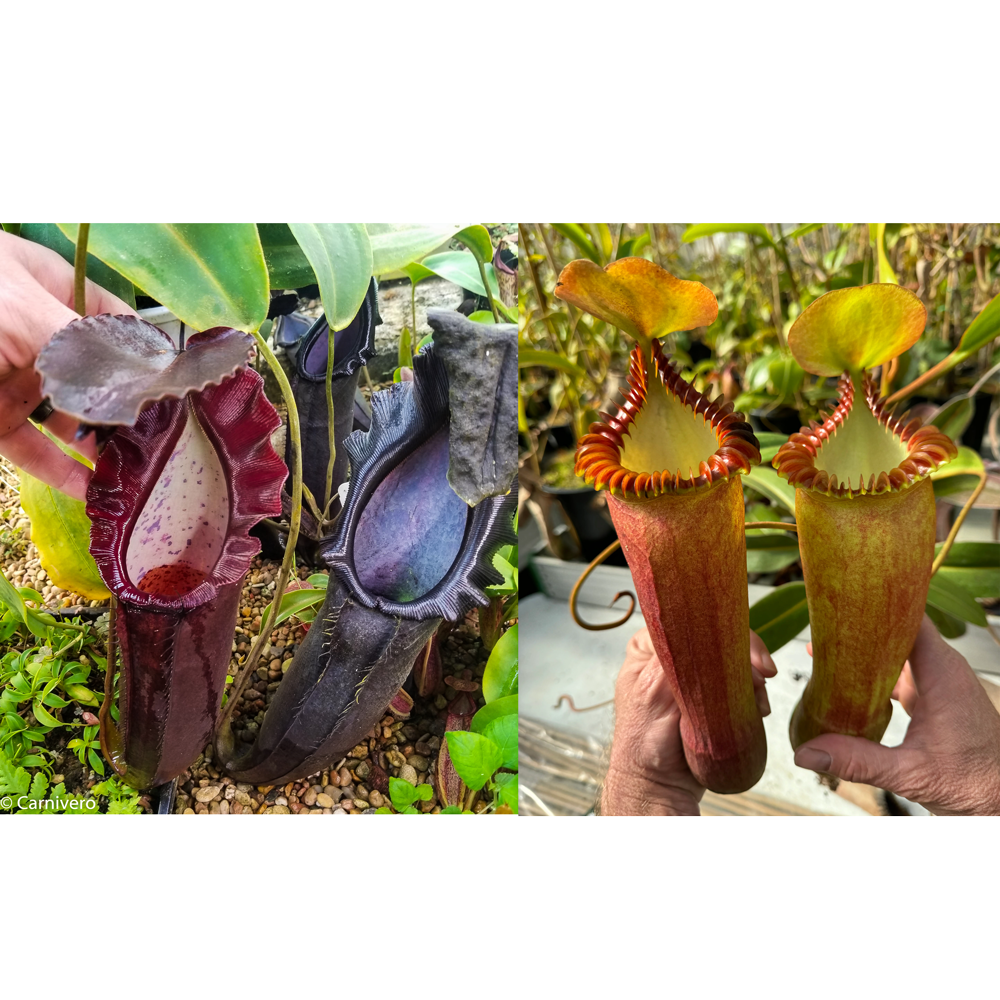 Nepenthes naga x edwardsiana CC, CAR-0433 – Carnivero