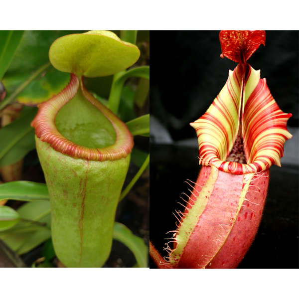 Seed Pod- Nepenthes (ventricosa x campanulata) x veitchii "Candy Dreams"-Seed Pod