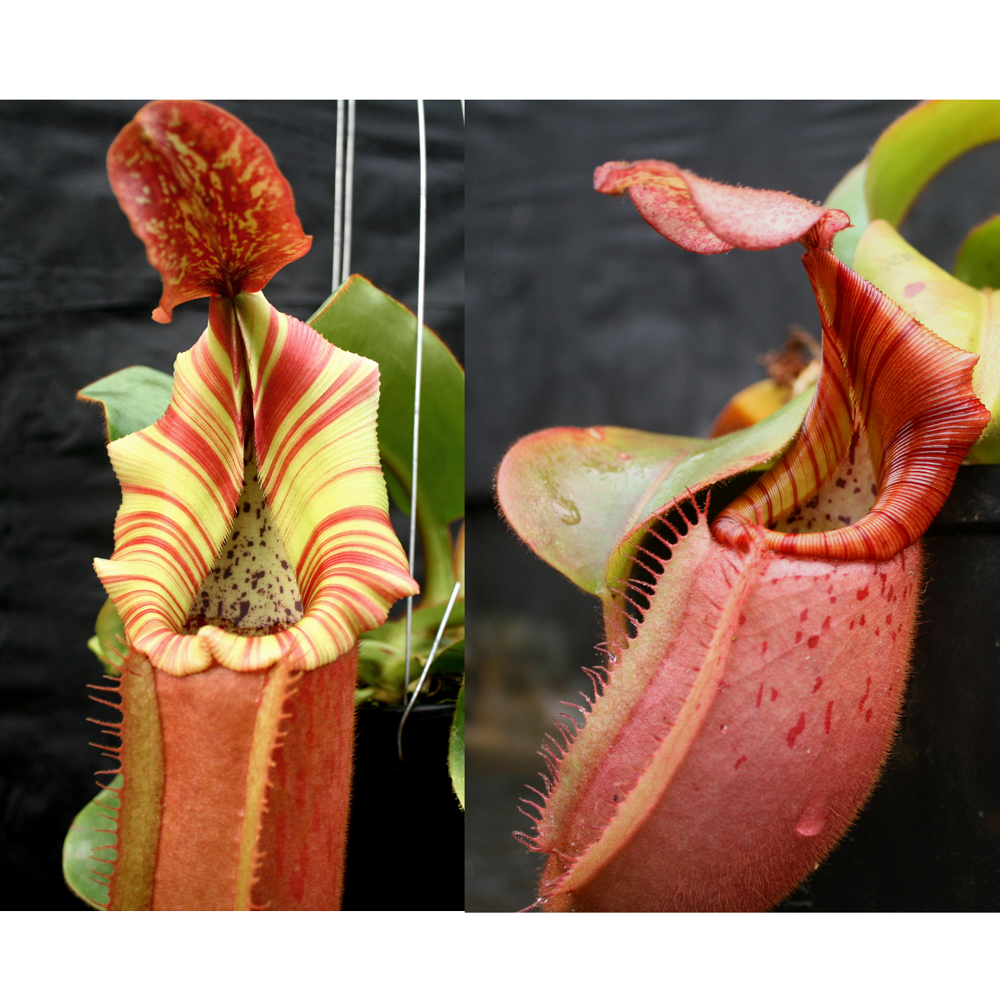 planting seeds one by one song Nepenthes (Song of Melancholy x veitchii Pink Candy Cane) x veitchii ( –  Carnivero