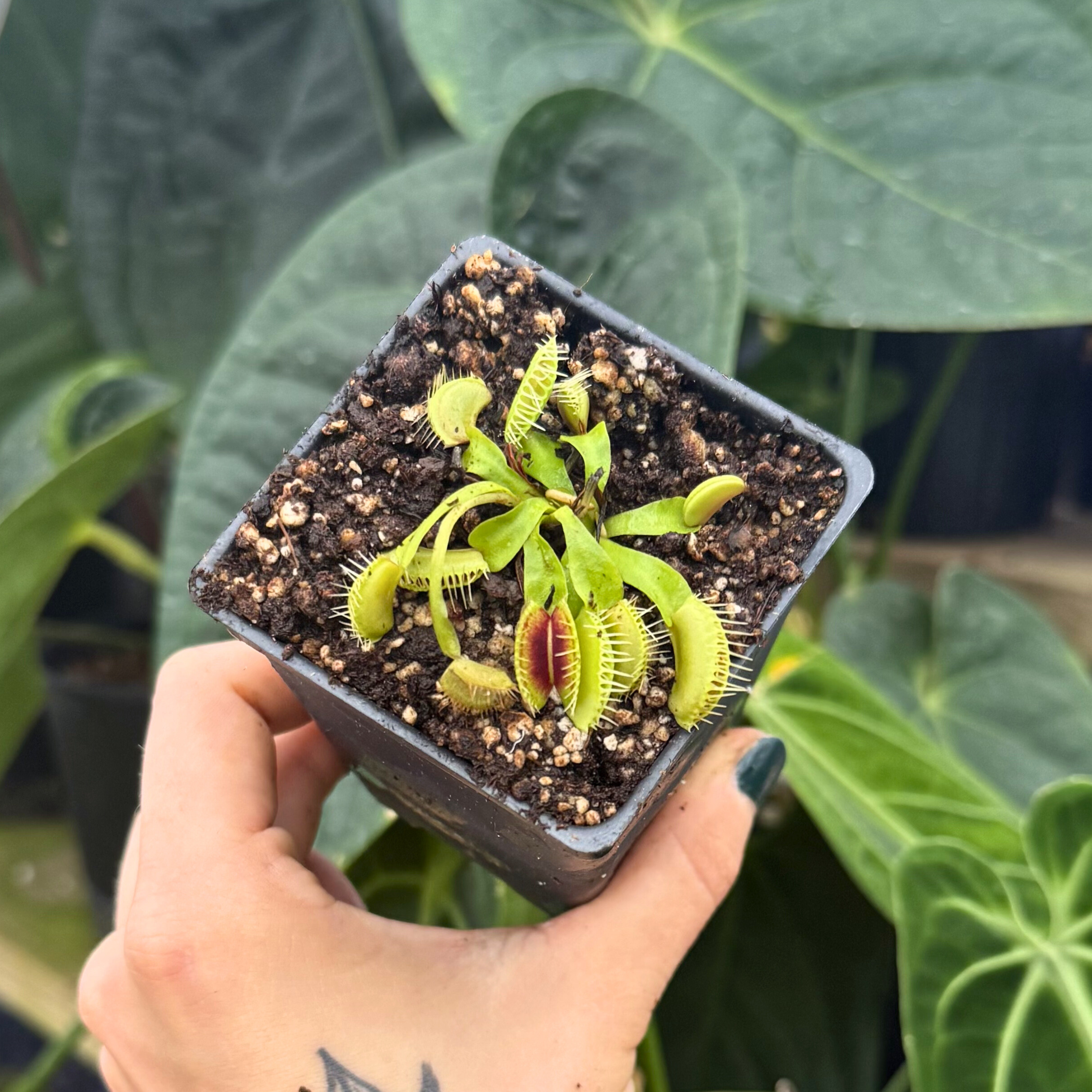 ウサハナ どんぶり Venus Flytrap- Dionaea muscipula 'Smog', IMP-0053 – Carnivero