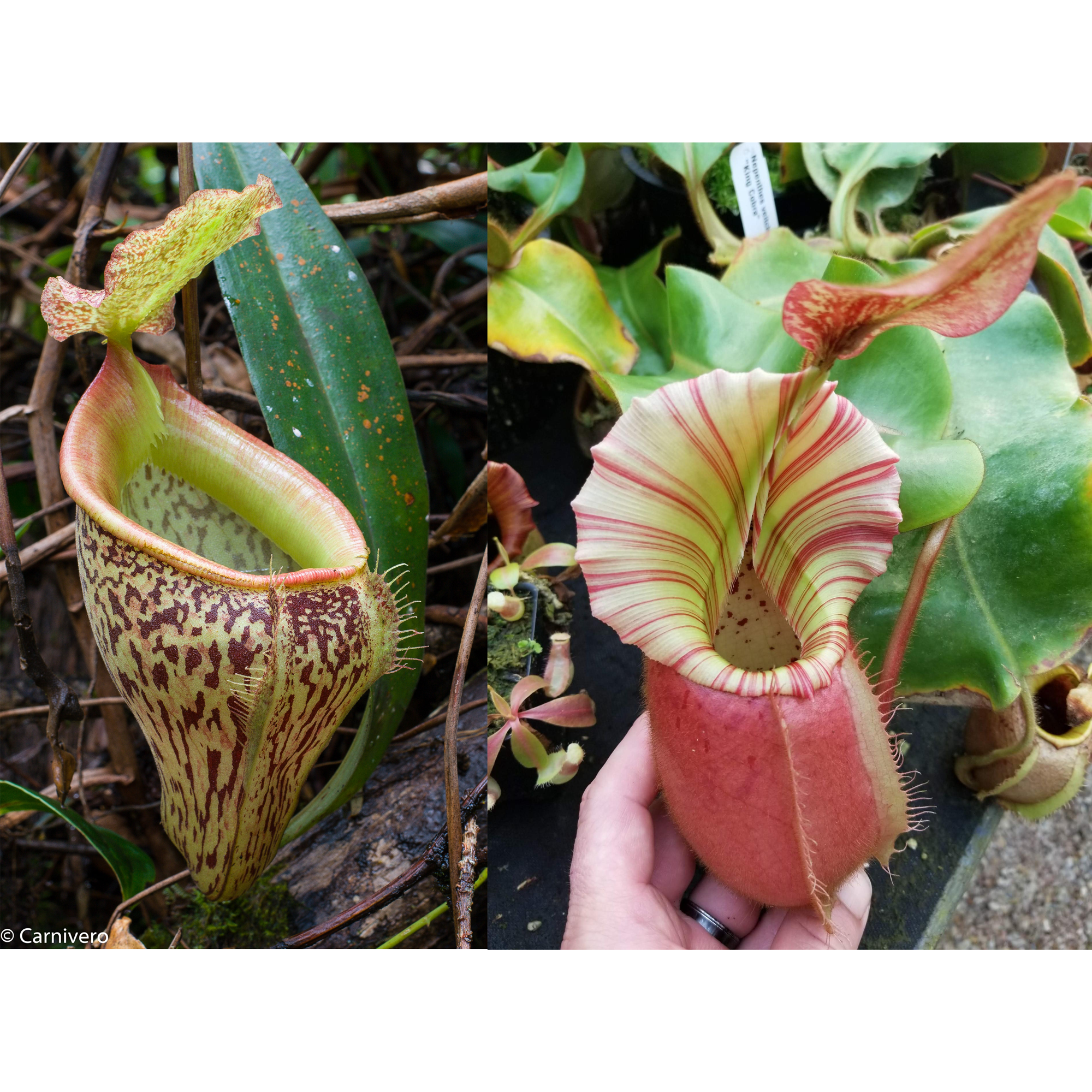 Nepenthes talangensis x veitchii 