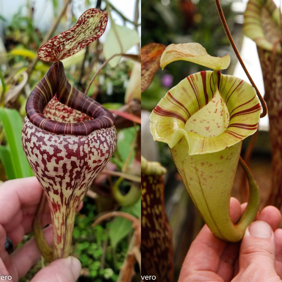 Nepenthes vogelii x platychila, CAR-0456