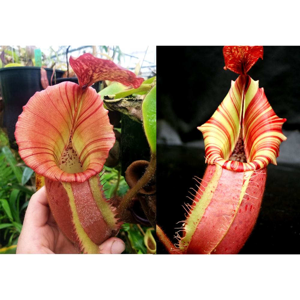Nepenthes {[(Rokko x boschiana) x veitchii] x veitchii (m)} pink x