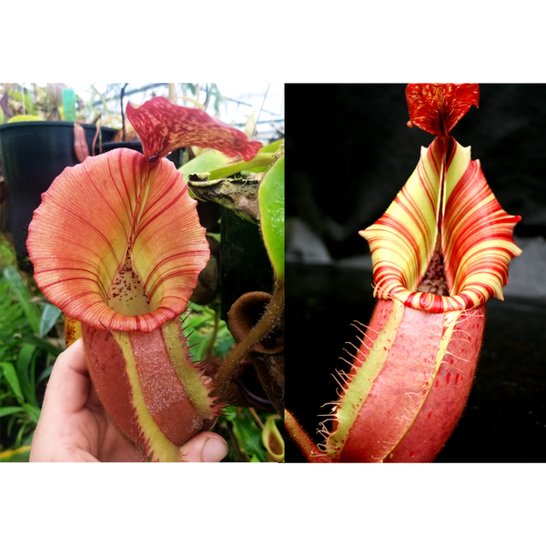 Nepenthes {[(Rokko x boschiana) x veitchii] x veitchii (m)} pink x veitchii Candy Dreams Seed Pod