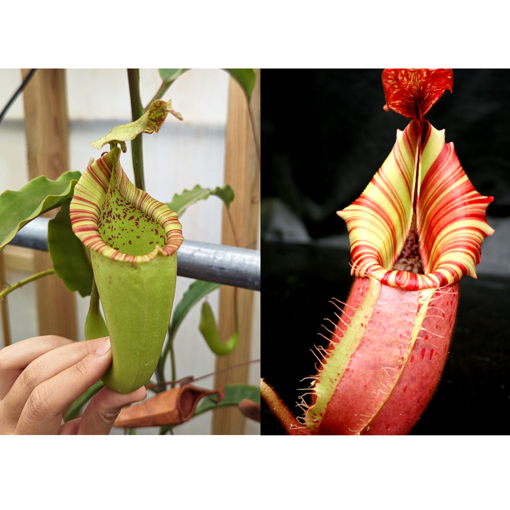 Nepenthes maxima Wavy Leaves Yamada x veitchii Candy Dreams Seed